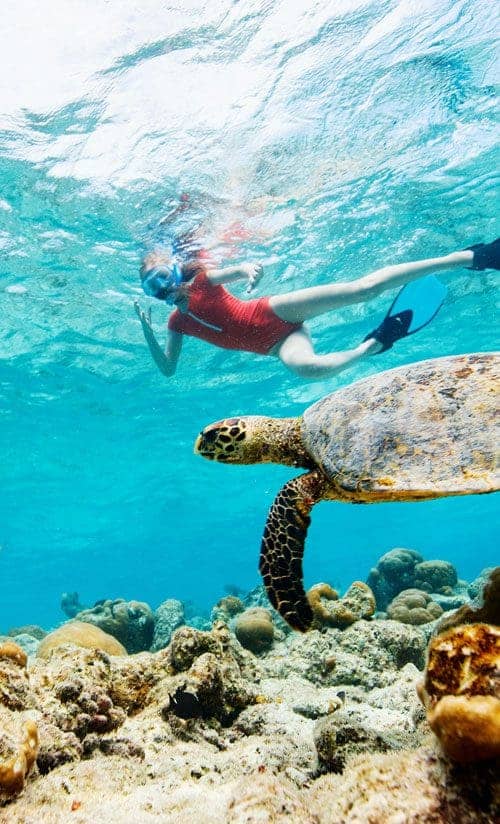Various travel experiences available through arrivia's booking engine, including vacation packages and adventures, such as snorkeling.